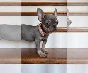 French Bulldog Puppy for sale in BROOKLYN, NY, USA