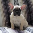 Small Photo #1 English Bulldog-French Bulldog Mix Puppy For Sale in FREDERICKSBG, OH, USA