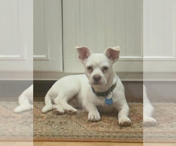 Medium Photo #10 Free-Lance Bulldog Puppy For Sale in Bellevue, WA, USA