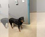 Small Rottweiler Mix