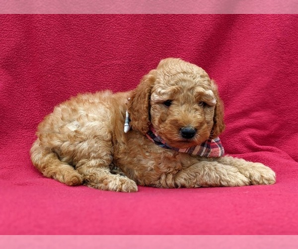 Medium Photo #3 Goldendoodle-Poodle (Miniature) Mix Puppy For Sale in LINCOLN UNIV, PA, USA