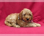 Small Photo #3 Goldendoodle-Poodle (Miniature) Mix Puppy For Sale in LINCOLN UNIV, PA, USA