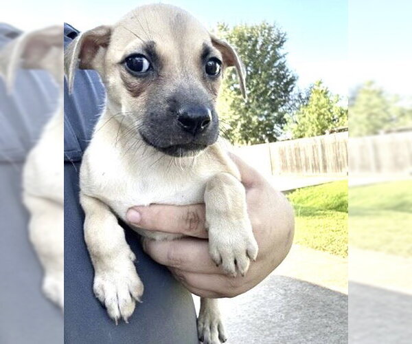 Medium Photo #2 Labrador Retriever-Unknown Mix Puppy For Sale in Houston, TX, USA