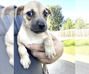 A661932 - Female Labrador Retriever-Unknown Mix Dog for Adoption - Photo #2