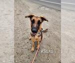 KLARA - Female German Shepherd Dog Dog for Adoption - Small photo