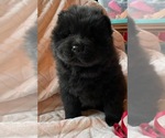 Puppy 4 Chow Chow