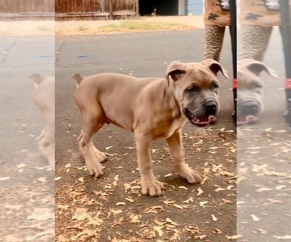 Medium Photo #3 Cane Corso Puppy For Sale in FORT COLLINS, CO, USA
