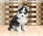 Small #3 Pomsky