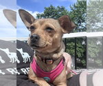 Small #1 Chihuahua
