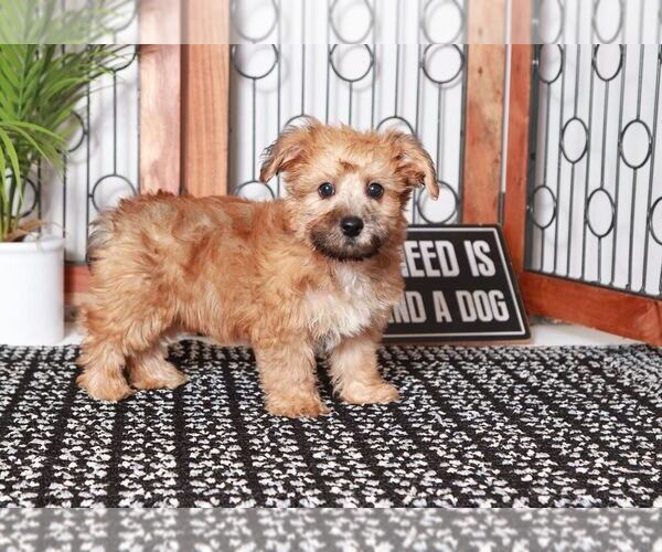 Medium Photo #3 Yo-Chon Puppy For Sale in NAPLES, FL, USA