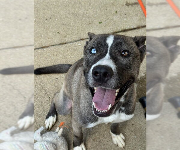 Medium Photo #2 Akita-Unknown Mix Puppy For Sale in Aurora, IL, USA