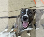 Small #1 Akita Mix