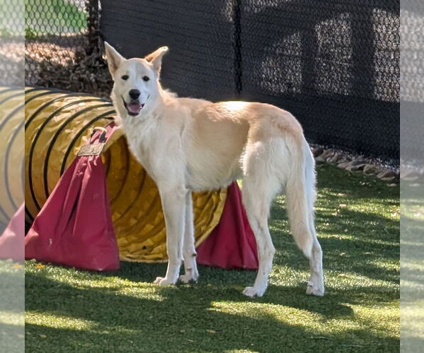 Medium Photo #2 Siberian Husky Puppy For Sale in Salinas, CA, USA