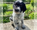 Puppy 4 Poodle (Standard)-Wirehaired Pointing Griffon Mix