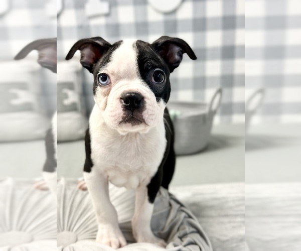 Medium Photo #3 Boston Terrier Puppy For Sale in MARIETTA, GA, USA