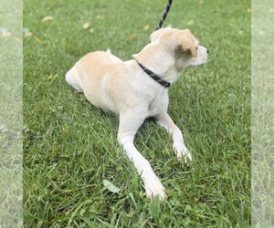 Sunshine - Female Mutt Dog for Adoption - Photo #2