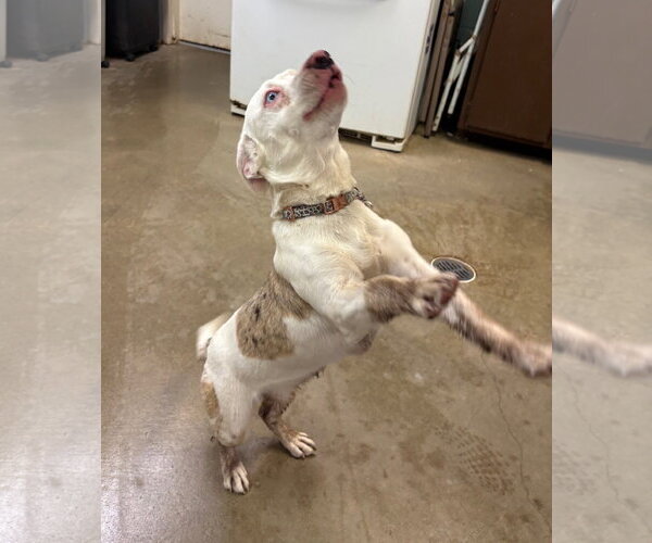 Medium Photo #1 Aussiedox Puppy For Sale in Amarillo, TX, USA