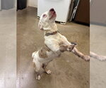 Small Aussiedox