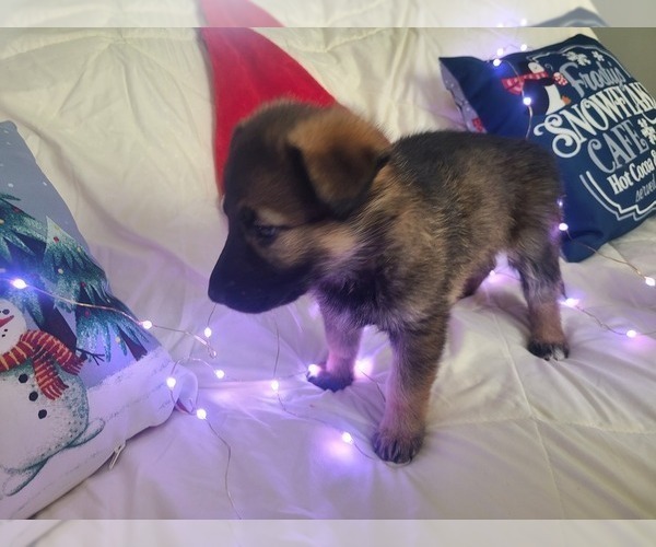 Medium Photo #3 German Shepherd Dog-Timber Wolf Mix Puppy For Sale in MONTREAL, MO, USA