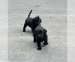 Small Photo #8 Labrador Retriever Puppy For Sale in AUBURN, CA, USA