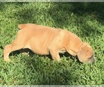 Small Photo #6 Boerboel Puppy For Sale in HOLLYWOOD, FL, USA