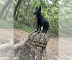 Small Photo #1 German Shepherd Dog Puppy For Sale in JAX, FL, USA