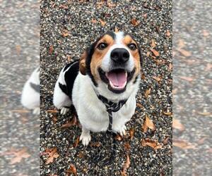 Treeing Walker Coonhound-Unknown Mix Dogs for adoption in Palmetto, FL, USA