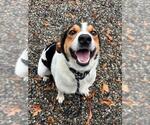 Small Treeing Walker Coonhound Mix