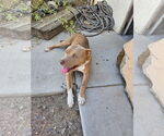 Small #1 American Pit Bull Terrier