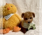 Small #3 Poodle (Toy)