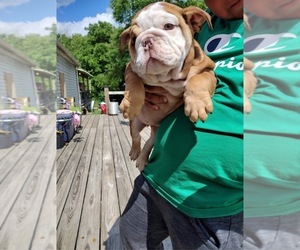 Bulldog Puppy for sale in MOUNT STERLING, KY, USA