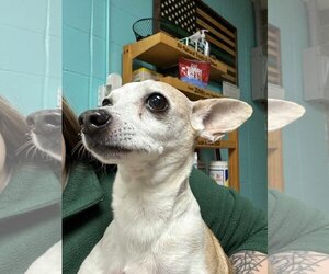 Chihuahua-Unknown Mix Dogs for adoption in Princeton, MN, USA