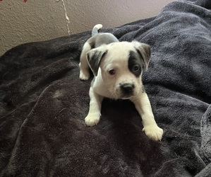 American Pit Bull Terrier-Mutt Mix Puppy for sale in SACRAMENTO, CA, USA