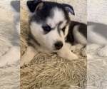 Small Photo #3 Siberian Husky Puppy For Sale in PROVIDENCE FORGE, VA, USA