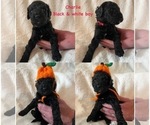 Small Photo #22 Goldendoodle Puppy For Sale in DENVER, NC, USA