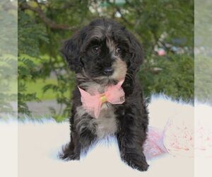 Schnoodle (Miniature) Puppy for sale in DUNDEE, NY, USA