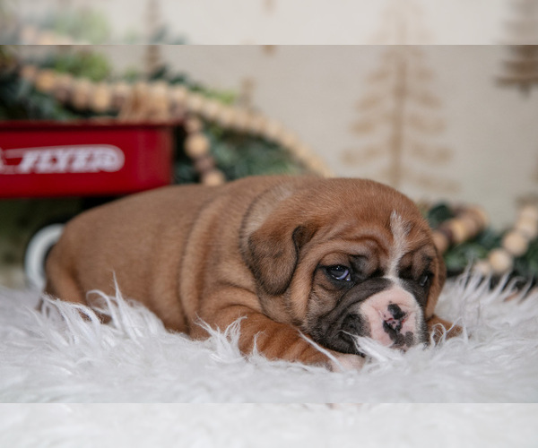 Medium Photo #13 Beabull Puppy For Sale in FRESNO, OH, USA