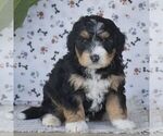 Small #2 Bernedoodle (Miniature)