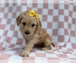 Small #4 Goldendoodle