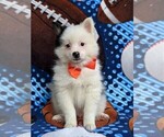 Small Photo #3 Pomeranian Puppy For Sale in KIRKWOOD, PA, USA