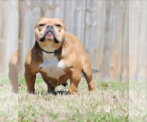 American Bully Puppy for Sale in CHESAPEAKE, Virginia USA