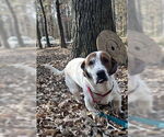 Small Photo #2 Basset Hound-Unknown Mix Puppy For Sale in Deepwater, NJ, USA