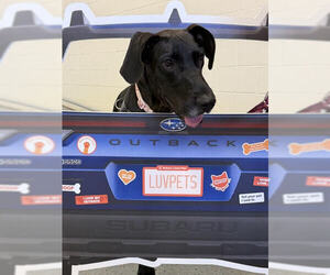 Indigo - Female Great Dane Dog for Adoption - Photo #3