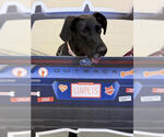 Small Photo #3 Great Dane Puppy For Sale in Wheaton, IL, USA