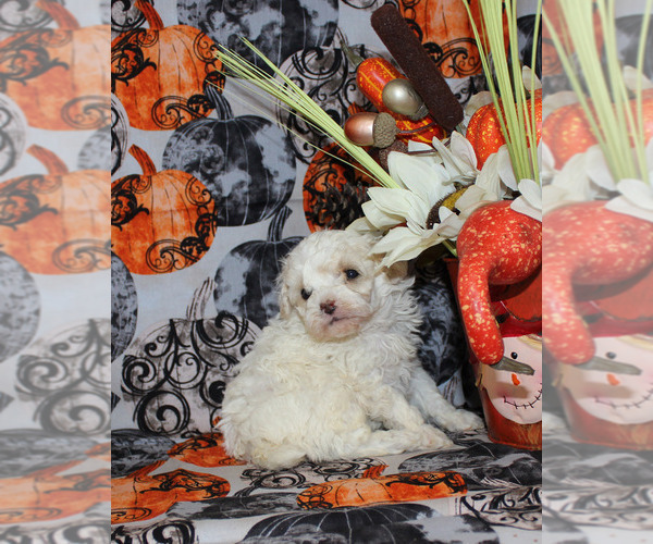 Medium Photo #15 Poodle (Toy) Puppy For Sale in CHANUTE, KS, USA