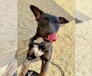 Labrador Retriever-Unknown Mix Dogs for adoption in Palmetto, FL, USA