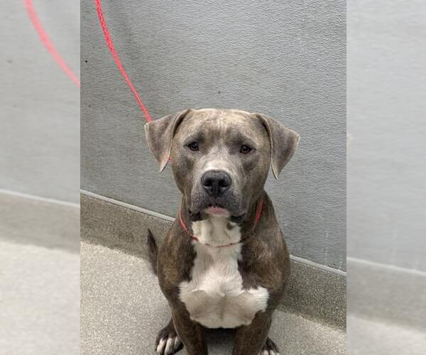 Medium Photo #1 American Pit Bull Terrier-Unknown Mix Puppy For Sale in Las Vegas, NV, USA