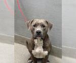 Small American Pit Bull Terrier Mix