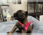 Small Photo #210 Belgian Malinois Puppy For Sale in REESEVILLE, WI, USA