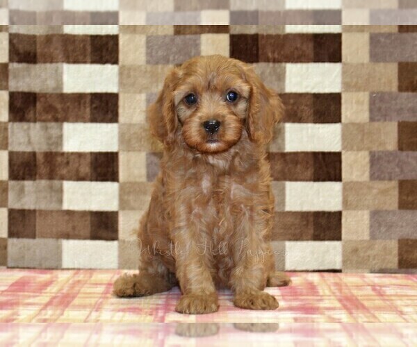 Medium Photo #4 Cavapoo (Miniature) Puppy For Sale in DENVER, PA, USA
